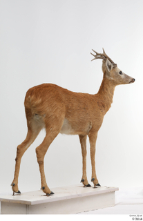 European roe deer whole body 0009.jpg